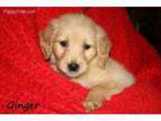 Golden Retriever Puppy for sale in Williamsport, IN, USA