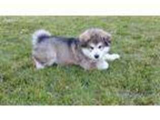 Alaskan Malamute Puppy for sale in Rochester, WA, USA