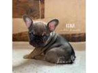 French Bulldog Puppy for sale in Richland, PA, USA