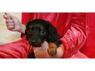 Dachshund Puppy for sale in Skippack, PA, USA