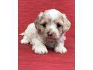 Cavapoo Puppy for sale in Brandon, FL, USA
