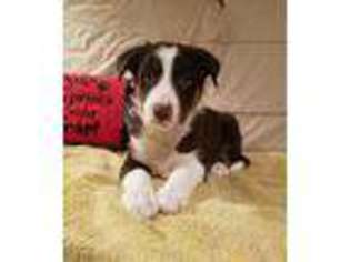 Border Collie Puppy for sale in Saint Clair, MO, USA