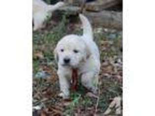 Labrador Retriever Puppy for sale in QUITMAN, GA, USA