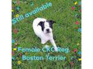 Boston Terrier Puppy for sale in Newark, DE, USA