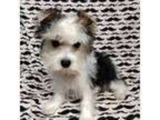 Yorkshire Terrier Puppy for sale in Telephone, TX, USA