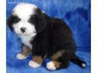Bernese Mountain Dog Puppy for sale in Johnstown, CO, USA