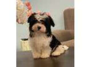 Havanese Puppy for sale in Lawrenceville, GA, USA