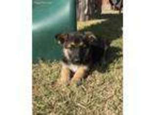 German Shepherd Dog Puppy for sale in Midland, TX, USA
