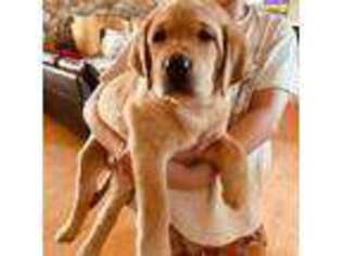 Labrador Retriever Puppy for sale in Ranchita, CA, USA