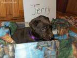 Labrador Retriever Puppy for sale in Wonewoc, WI, USA