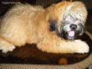 Soft Coated Wheaten Terrier Puppy for sale in Charlotte Court House, VA, USA