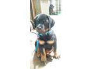 Rottweiler Puppy for sale in REDDING, CA, USA
