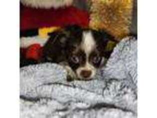 Chihuahua Puppy for sale in Gresham, OR, USA