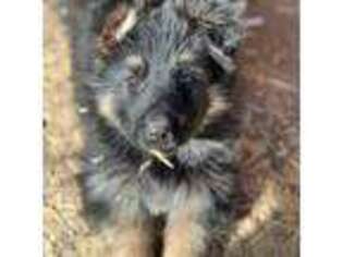 German Shepherd Dog Puppy for sale in Peyton, CO, USA