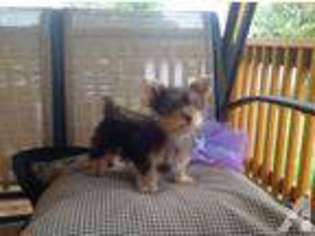 Yorkshire Terrier Puppy for sale in HUSTONVILLE, KY, USA