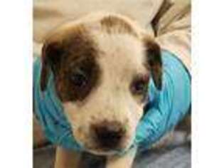 Rottweiler Puppy for sale in BIRMINGHAM, AL, USA