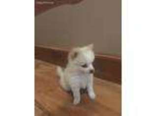 Pomeranian Puppy for sale in North Scituate, RI, USA
