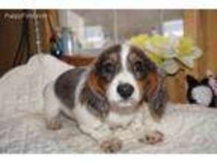 Dachshund Puppy for sale in Gallipolis, OH, USA