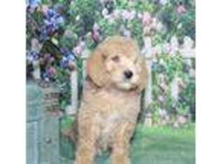 Labradoodle Puppy for sale in Atascosa, TX, USA