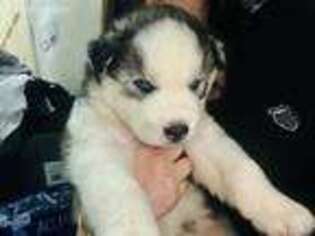 Alaskan Husky Puppy for sale in Hialeah, FL, USA