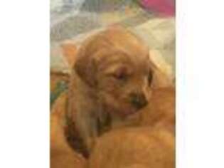 Golden Retriever Puppy for sale in Middlesboro, KY, USA
