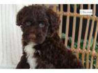 Portuguese Water Dog Puppy for sale in Canton, OH, USA