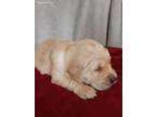 Golden Retriever Puppy for sale in Pickens, SC, USA