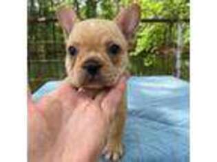 French Bulldog Puppy for sale in Greenville, TX, USA