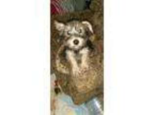 Norwich Terrier Puppy for sale in Palestine, TX, USA