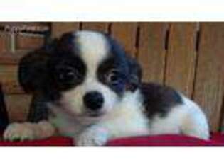 Chihuahua Puppy for sale in Winston Salem, NC, USA