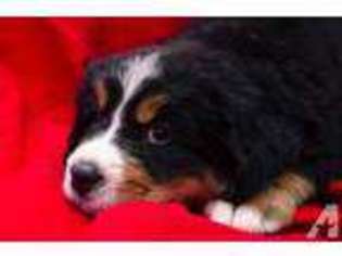 Bernese Mountain Dog Puppy for sale in CHERRYVALE, KS, USA