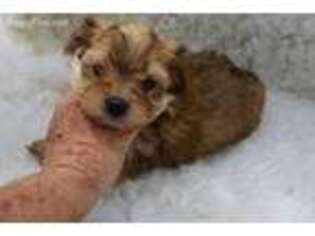 Yorkshire Terrier Puppy for sale in Granbury, TX, USA