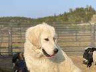 Great Pyrenees Puppy for sale in Sundance, WY, USA