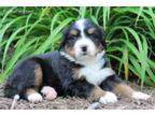Bernese Mountain Dog Puppy for sale in Winesburg, OH, USA