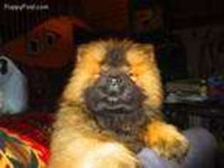 Medium Photo #1 Chow Chow Puppy For Sale in Camp Nelson, CA, USA