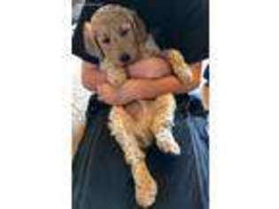 Goldendoodle Puppy for sale in Mc Kenney, VA, USA
