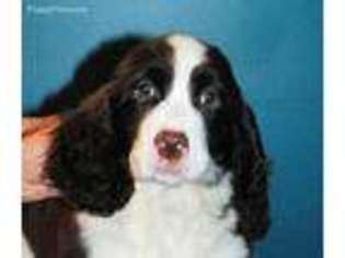 Medium Photo #1 English Springer Spaniel Puppy For Sale in Lewisburg, WV, USA