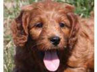 Irish Setter Puppy for sale in Burlington, IA, USA