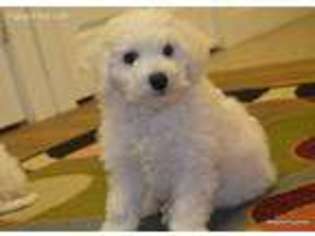 Bichon Frise Puppy for sale in Ruckersville, VA, USA