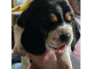 Basset Hound Puppy for sale in Boise, ID, USA