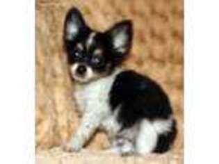 Chihuahua Puppy for sale in Hubbard, TX, USA