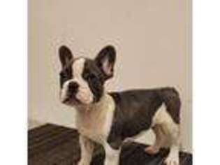 French Bulldog Puppy for sale in Vienna, IL, USA