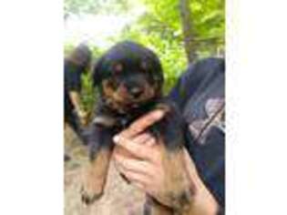 Rottweiler Puppy for sale in Marne, MI, USA