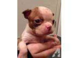 Boston Terrier Puppy for sale in ESTACADA, OR, USA