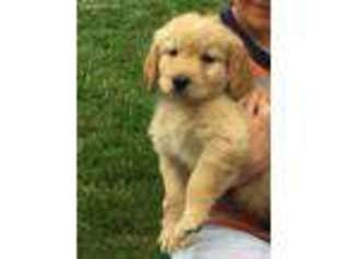 Goldendoodle Puppy for sale in Vista, CA, USA