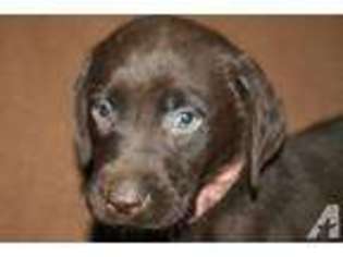Labrador Retriever Puppy for sale in CLAREMONT, NH, USA