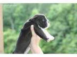 Bulldog Puppy for sale in Kingsland, GA, USA
