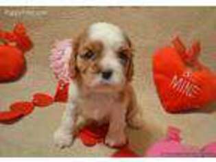 Cavalier King Charles Spaniel Puppy for sale in Poplar Bluff, MO, USA