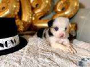 Miniature Australian Shepherd Puppy for sale in North Port, FL, USA