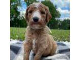 Goldendoodle Puppy for sale in Cleveland, TN, USA